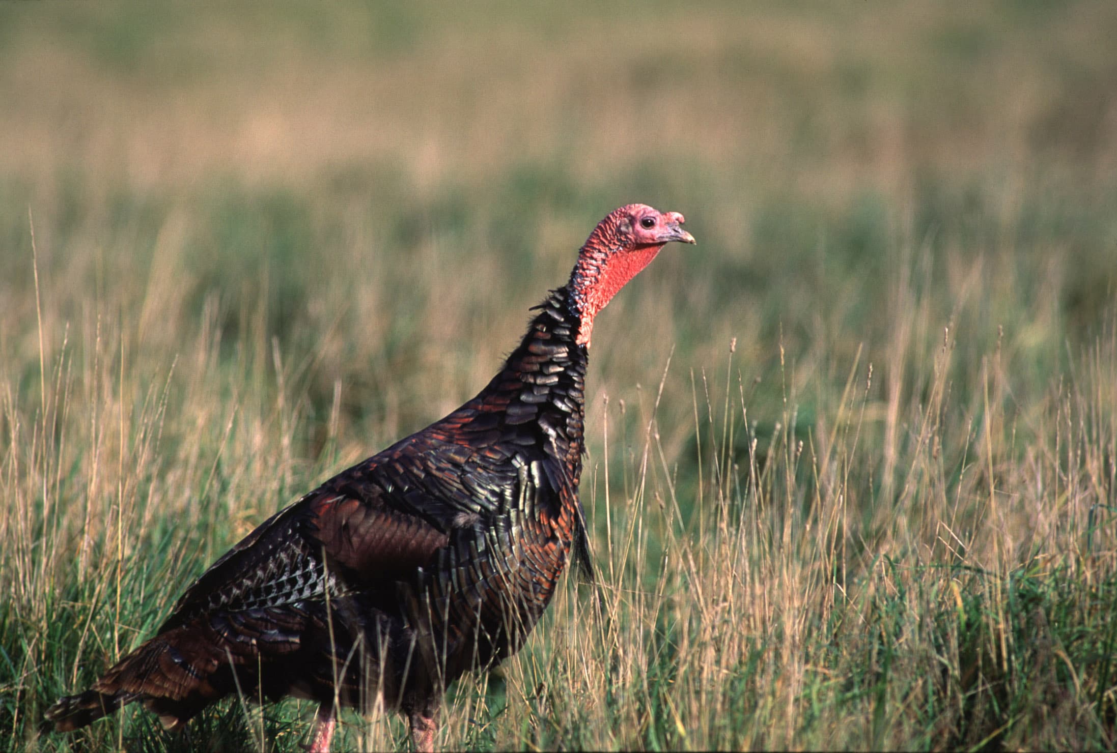 2026 Michigan Spring Turkey Hunting Season Opens