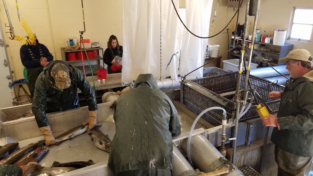 Spring Steelhead Egg Collection - Public Viewing Day 4